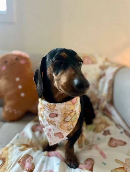 Gingerbread Dreams - Baby Bib/Bandana/Pet Bandana