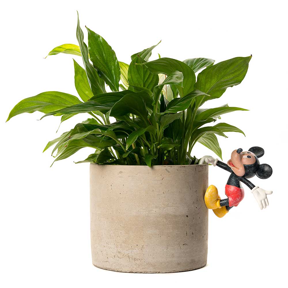 Pot Buddies: Mickey & Friends 3PC Gift Pack (Mickey/Minnie/Pluto)